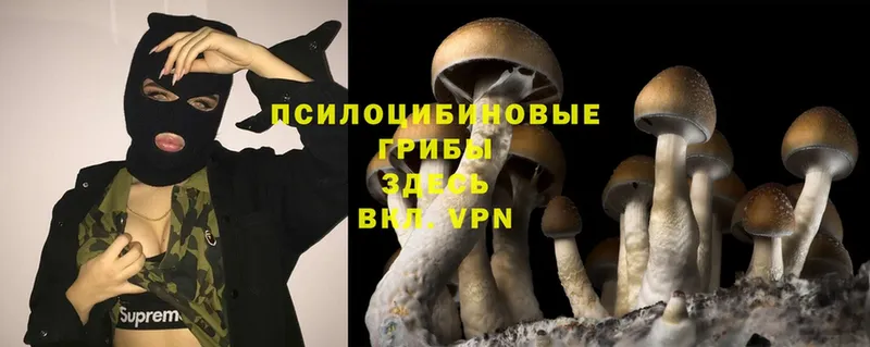 Галлюциногенные грибы Magic Shrooms  площадка телеграм  Прохладный 